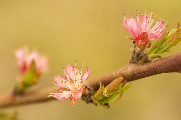 Fiori rosa, fiori di pesco — Foto Stock