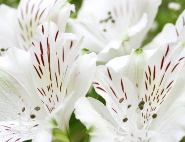 Bahar Zambak çiçeği