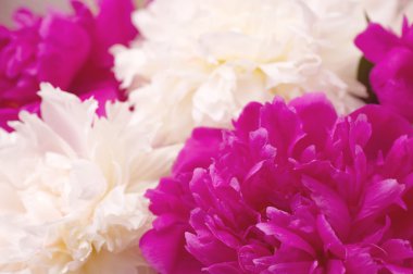 Bahar pi-mezonlar çiçekler