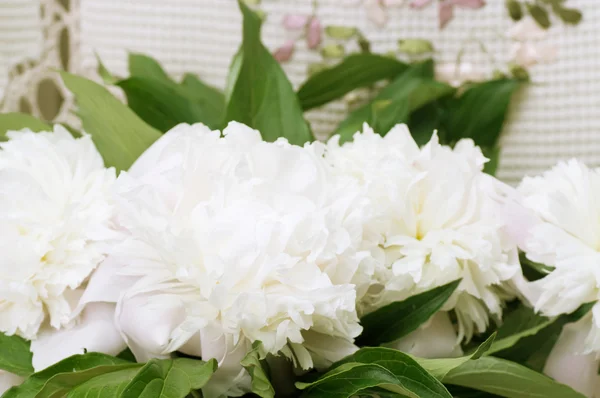 Flores de pi-mésons de primavera — Fotografia de Stock