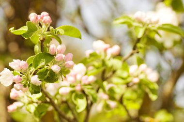 güzel çiçekler makro bir Bahçe