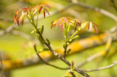 Genç bahar yaprakları