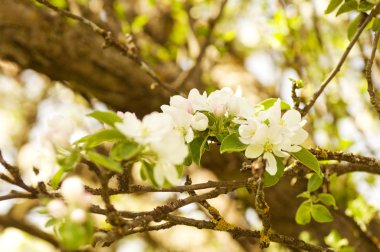 güzel çiçekler makro bir Bahçe