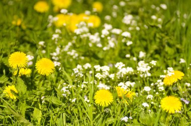 güzel çiçekler makro bir Bahçe