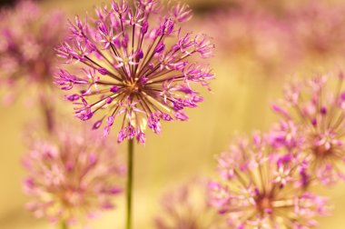 güzel çiçekler makro bir Bahçe