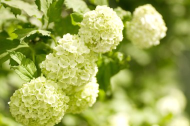 güzel çiçekler makro bir Bahçe