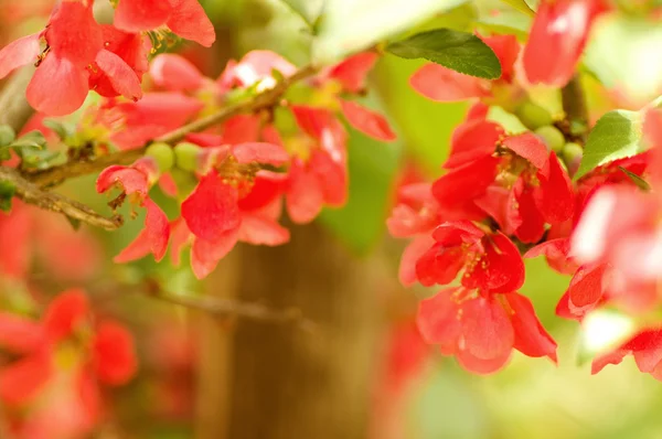 Beautiful flowers macro in a garden — Stock Photo, Image
