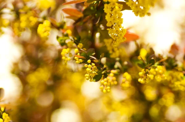 Krásné květiny makro v zahradě — Stock fotografie