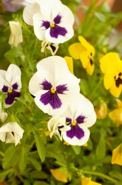 Bahçe içinde güzel çiçekler makro