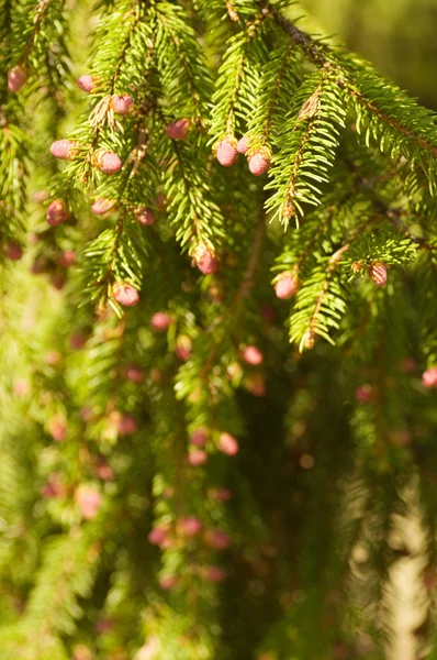 Green fir-tree — Stock Photo, Image