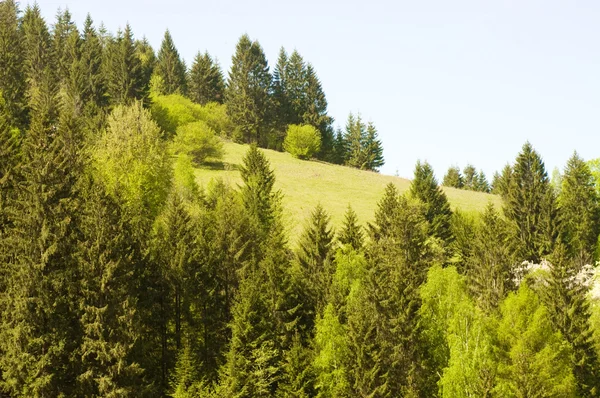 春の山。緑の風景 — ストック写真