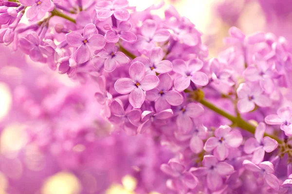 Spring lilac flowers — Stock Photo, Image