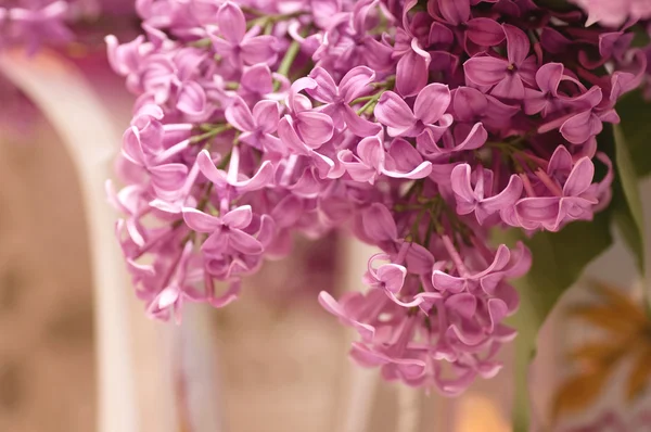 Beautiful flowers lilac — Stock Photo, Image