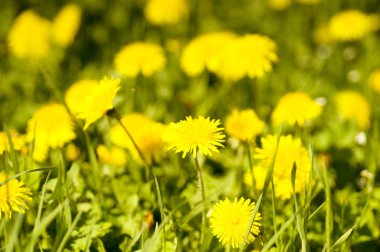 güzel çiçekler makro bir Bahçe
