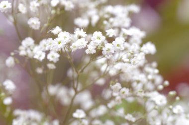 güzel çiçekler makro bir Bahçe