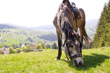 at üstünde bir yaz Dağı mera
