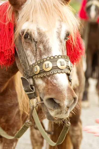 A portrait of red horse — Stock Photo, Image