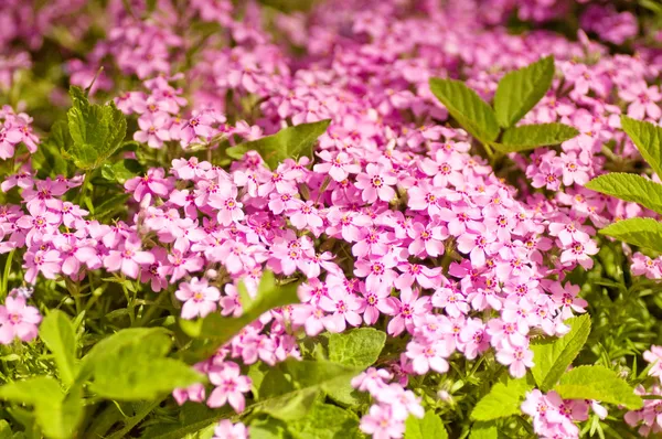 庭園内の美しい花マクロ — ストック写真