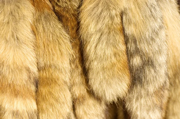 Closeup of beautiful fur — Stock Photo, Image