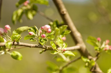 güzel çiçekler makro bir Bahçe