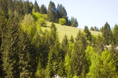 Bahar alan. Yeşil manzara