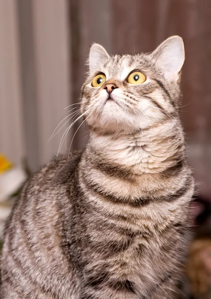 Schottisch-gerade grau schöne Katze — Stockfoto