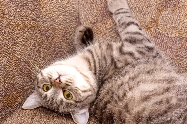 Escocés-recto gris hermoso gato —  Fotos de Stock