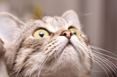 Scottish-straight gray beautiful cat clipart