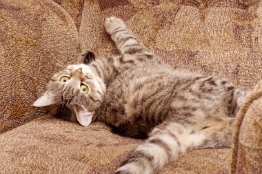 İskoçya-düz gri güzel kedi