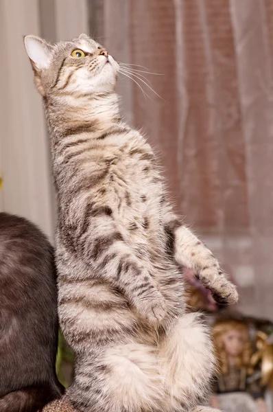 Scottish-straight gray beautiful cat — Stock Photo, Image