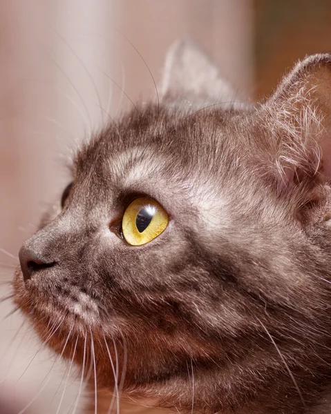 Escocés-recto gris hermoso gato — Foto de Stock
