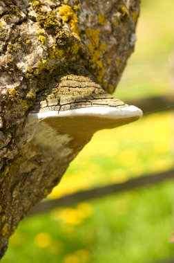 ağaç gövdesinde büyüyen mantar