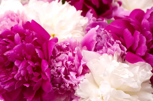 Frühling pi-mesons Blumen — Stockfoto