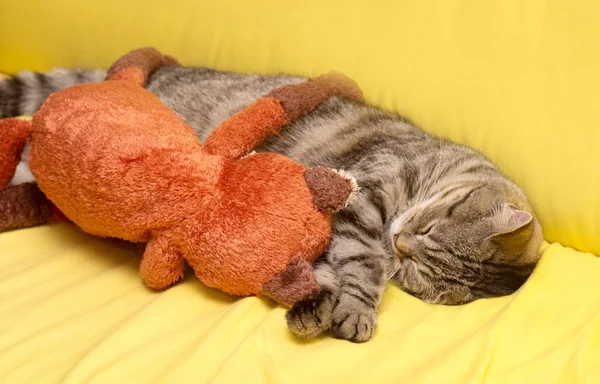 Schottisch-gerade grau schöne Katze — Stockfoto