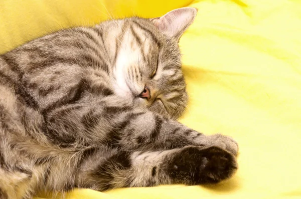 Schottisch-gerade grau schöne Katze — Stockfoto