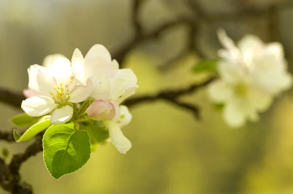 Blooming apple tree branch in spring — Stock Photo, Image