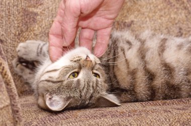 İskoçya-düz gri güzel kedi