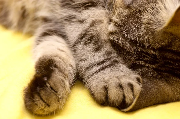 Schottisch-gerade grau schöne Katze — Stockfoto