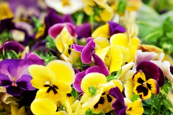 Schöne Blumen Makro im Garten — Stockfoto