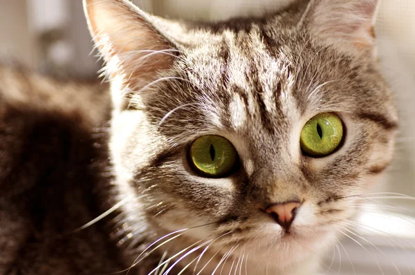 Szkocki prosty szary kot piękny — Zdjęcie stockowe