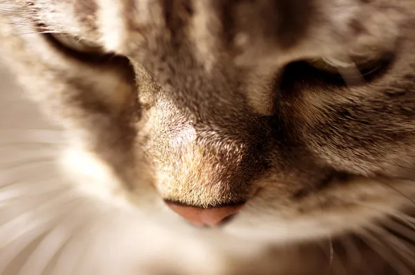 Escocés-recto gris hermoso gato — Foto de Stock