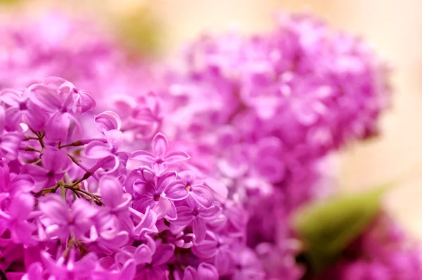 Spring lilac flowers — Stock Photo, Image