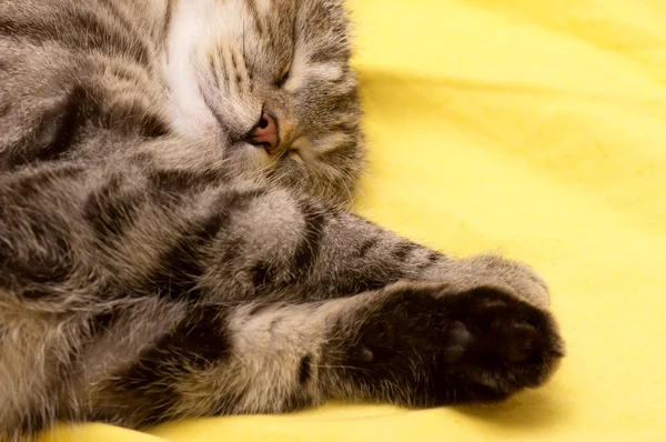 Escocés-recto gris hermoso gato — Foto de Stock