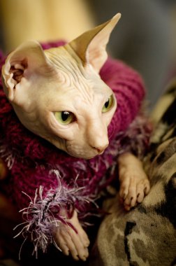 Sphynx cat portre