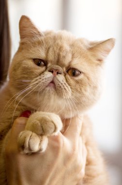 İngiliz kısa saç kedisi