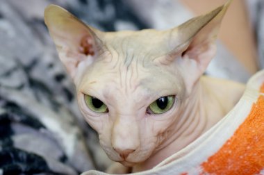 Sphynx cat portre