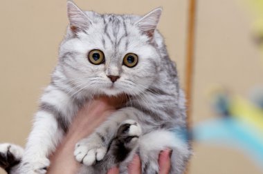 İngiliz kedi portre