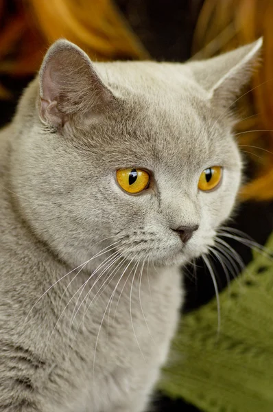 Gato britânico — Fotografia de Stock