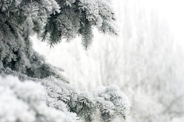 kar köknar ağacı dalları kar yağışı altında
