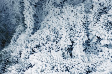 kar köknar ağacı dalları kar yağışı altında